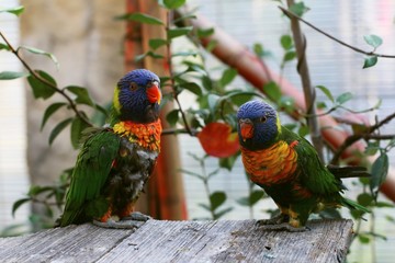 Colorful parrots 