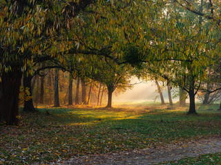 Morning light in autumn misty park