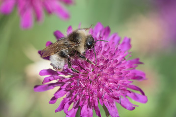 Anthophora furcata | Waldpelzbiene