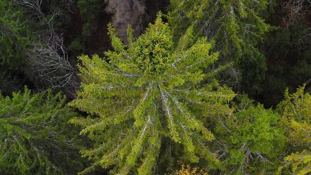 Drone video of a spruce broom rust infected tall spruce tree. Slowly backwarding and tilting up.