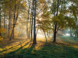 Morning sun beams light in autumn misty forest