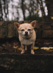 portrait of a chihuahua