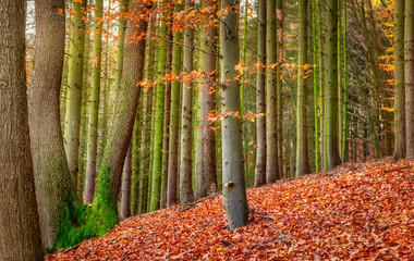 An European beech tree with fall colored foliage in a mixed forest in autumn, the ground is covered with fallen red leaves, Siebengebirge, Germany