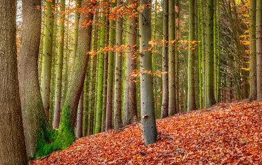 An European beech tree with fall colored foliage in a mixed forest in autumn, the ground is covered...