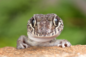 Paroedura picta
