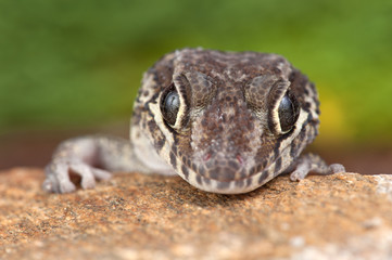 Paroedura picta