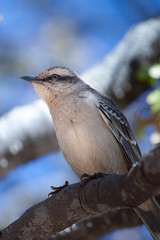 The chalk-browed mockingbird (Mimus saturninus). Light and Composition in birds portrait.