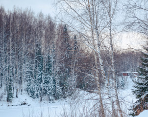 Snowy winter landscape with the forest and the sky, the sun. Winter forest trees in white snow. Frosty sunny day. New year Christmas in Siberia. Walk through the beautiful winter forest.