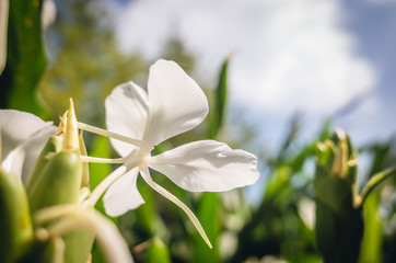 nature landscape of white butterfly ginger