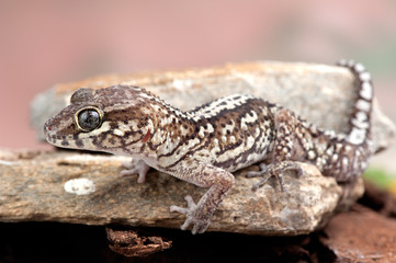Paroedura picta