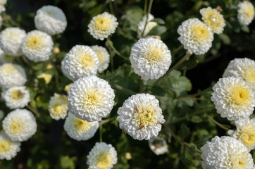 Obraz premium beautiful white chrysanthemum farm
