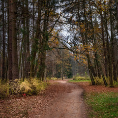 Fototapeta premium Waldweg im Herbstwald