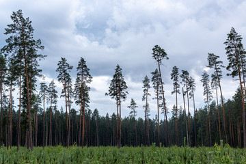 Few old pine trees in felling area and young forest stand in overcast weather in Latvia