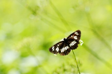 Sunbathing Hungarian Glider showing its upperside with wings spread.