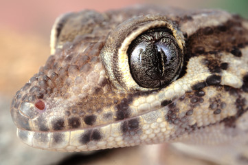 Paroedura picta