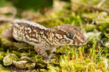 Paroedura picta