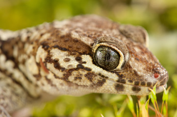 Paroedura picta