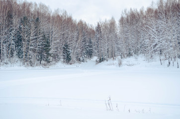 Snowy winter  forest and the sky, the sun. Winter forest trees in white snow. Frosty sunny day. New year Christmas in Siberia. Walk through the beautiful winter forest.