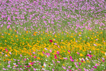 colorful cosmos flowers farm