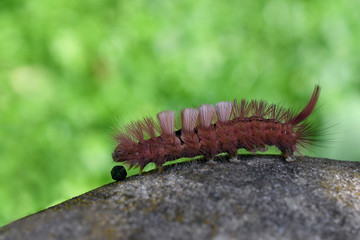 Shaggy caterpillar is on the stone