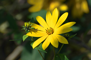 Lonely yellow flower