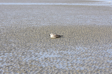 le repos de la mouette