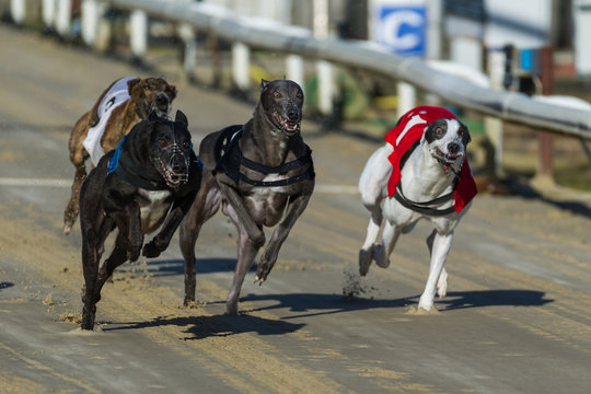 Greyhound Racing