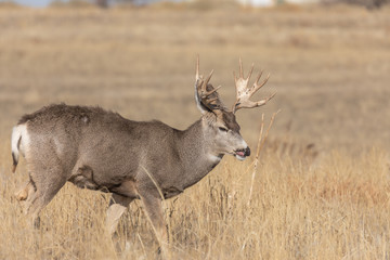 Mule Deer Buck in Colorado in Autumn