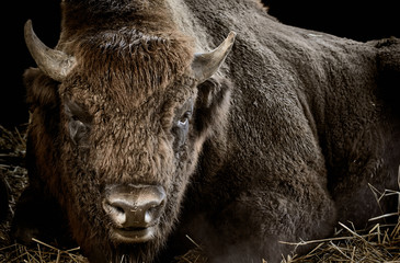 Close-up of a bison or wisent (Bison bonasus) isolated on black background