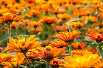 colorful cosmos flowers farm