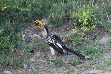 Hornbill. Bird with the beetle. Kruger National Park.