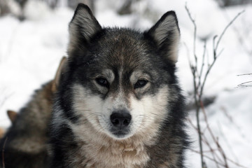Portrait of a Siberian hunting dog - husky