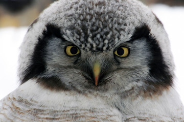 Naklejka premium Northern Hawk Owl (Surnia ulula), Kamchatka, Russia