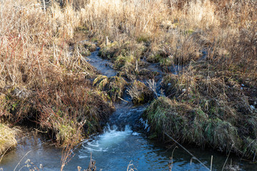 stream in the forest