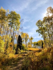 fall colors with golden aspen against a blue sky