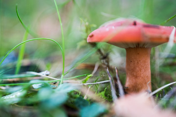 Closeup of mushroom