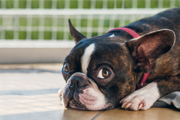 Portrait boston terrier pure breed soft grey background closeup
