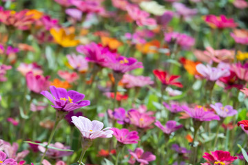 colorful cosmos flowers farm