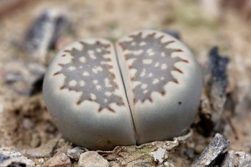 The Living stone plant Lithops hallii ssp ochracea, from the Upington area in South Africa, C98 region.