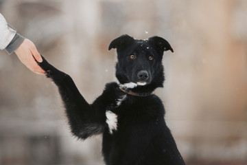 mixed breed dog gives paw to owner outdoors