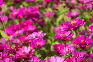 Fototapeta na wymiar pink and purple cosmos flowers farm