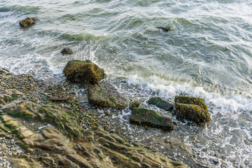 Puget Sound Rocky Shoreline 3