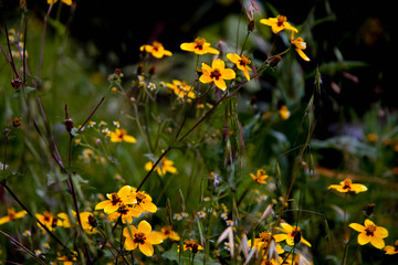 Obraz premium Yellow Flowers