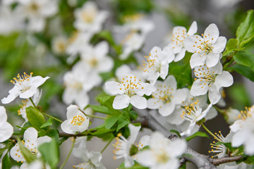 Close up white cherry blossom