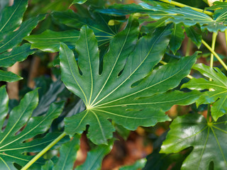 Fototapeta na wymiar Fatsia japonica | Japanese aralia or glossy-leaf paper plant. Ornamental shrub with dark-green, large, spirally-arranged, leathery, palmately and lobed leaves