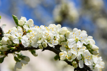 Close up white cherry blossom over clear blue sky