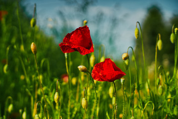 Field of Corn Poppy Flowers