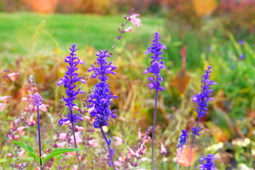 Obraz premium Salvia of violet color in meadow in sunny day. Close up purple summer sage on blurred background of green grass.
