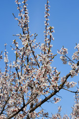 Close up white cherry blossom over clear blue sky