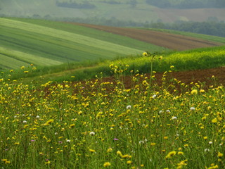 green field of yellow flowers